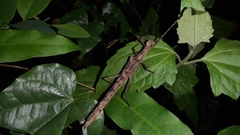Trachythorax
