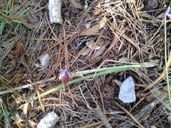 Calochortus marcellae