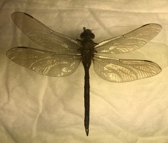 Aeshna caerulea