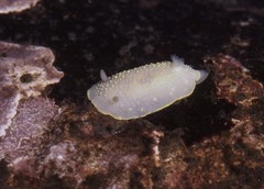 Cadlina