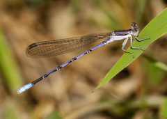 Argia hinei