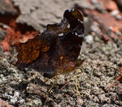Hypanartia kefersteini