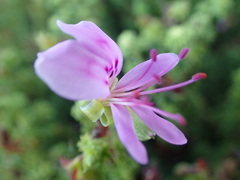 Pelargonium