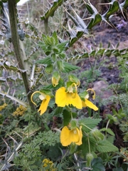 Rhynchocorys orientalis