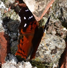 Hypanartia kefersteini