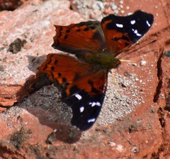 Hypanartia kefersteini