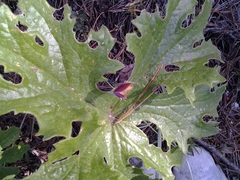 Calochortus marcellae