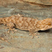 Fragile Thick-toed Gecko - Photo (c) Tyrone Ping, some rights reserved (CC BY-NC), uploaded by Tyrone Ping