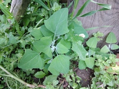 Chenopodium sosnowskyi