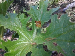 Calochortus marcellae