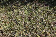 Aspalathus brevicarpa