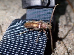 Crinarnoldius maculatus