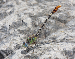 Erpetogomphus lampropeltis