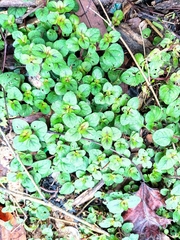 Lysimachia christinae