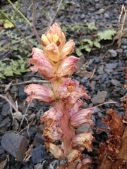 Orobanche grossheimii