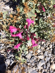 Penstemon petiolatus