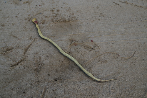 Pseudoeryx plicatilis