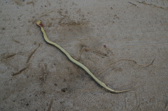 Pseudoeryx plicatilis