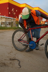 Pseudoeryx plicatilis