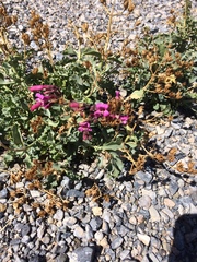 Penstemon petiolatus