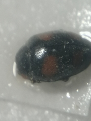 Scymnus frontalis
