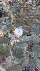 Malacothamnus marrubioides