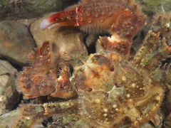 Hapalogaster dentata