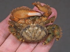 Hapalogaster dentata