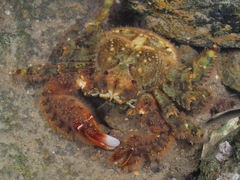 Hapalogaster dentata