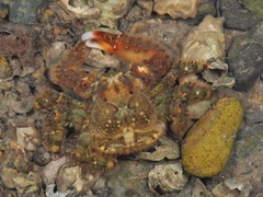 Hapalogaster dentata