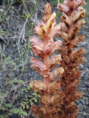 Orobanche grossheimii