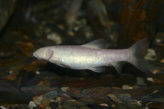 Oman Garra photo 2