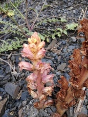 Orobanche grossheimii