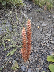Orobanche grossheimii