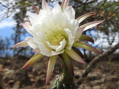 Harrisia tetracantha
