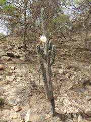 Harrisia tetracantha