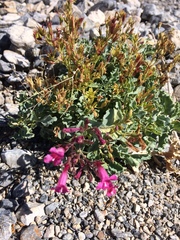 Penstemon petiolatus