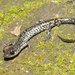 Tellico Salamander - Photo (c) Kevin Hutcheson, some rights reserved (CC BY-NC), uploaded by Kevin Hutcheson