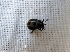 Desmogramma