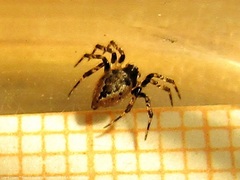 Emertonella taczanowskii