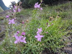 Chamaenerion colchicum