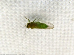 Platycorypha nigrivirga