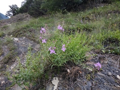 Chamaenerion colchicum