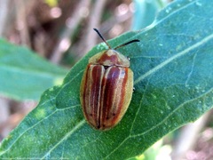Anacassis fuscata