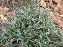 Heterolepis peduncularis