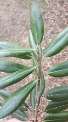 Metrosideros excelsa