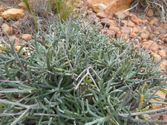 Heterolepis peduncularis