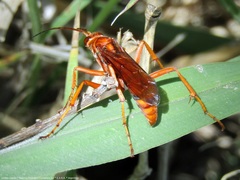 Tachypompilus erubescens