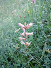 Orobanche owerinii