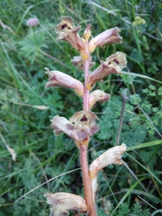 Orobanche owerinii